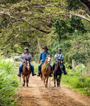 Chevaux en brousse