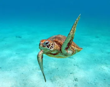 Tortue verte Océan eau turquoise